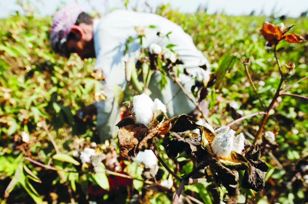 A farmer picks cotton in a field of San el-Hagar village, in the province of Al-Sharqia northeast of Cairo, Egypt October 18, 2016. Picture taken October 18, 2016. REUTERS/Amr Abdallah Dalsh