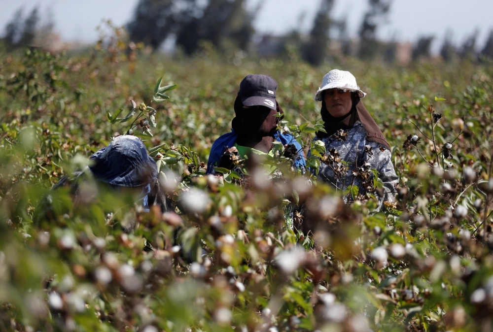 Farmers harvest cotton in a field of San El Hagar village in the province of Al-Sharkia northeast of Cairo, Egypt October 18, 2016. Picture taken October 18, 2016. REUTERS/Amr Abdallah Dalsh