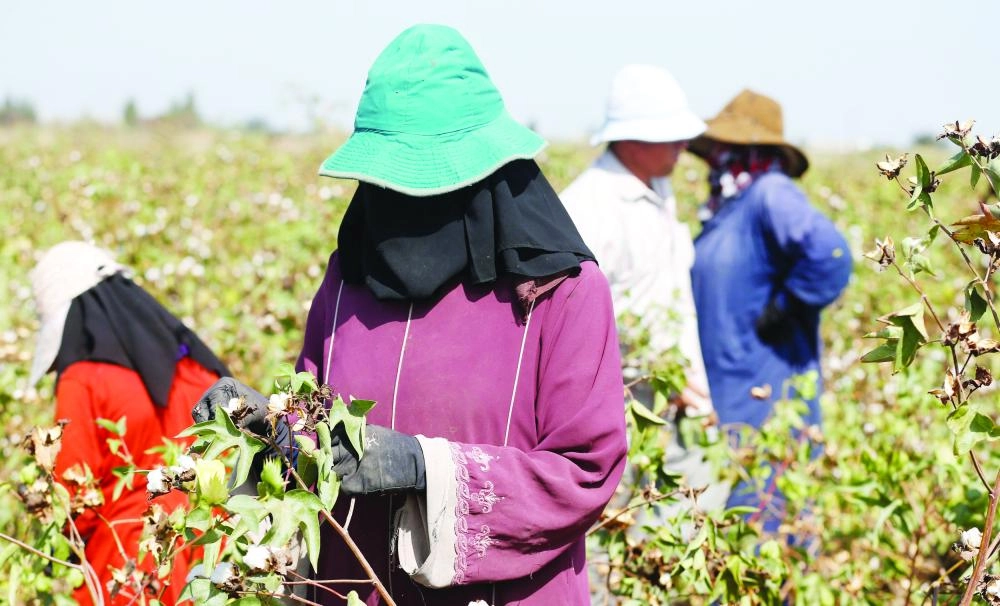 Farmers harvest cotton in a field of San El Hagar village in the province of Al-Sharkia northeast of Cairo, Egypt October 18, 2016. Picture taken October 18, 2016. REUTERS/Amr Abdallah Dalsh