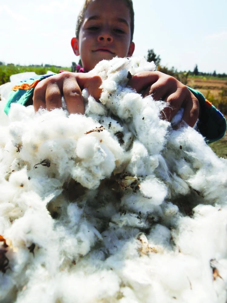 The son of a farmer shows cotton at a field in San el-Hagar village, in the province of Al-Sharkia northeast of Cairo, Egypt, October 18, 2016. Picture taken October 18, 2016. REUTERS/Amr Abdallah Dalsh
