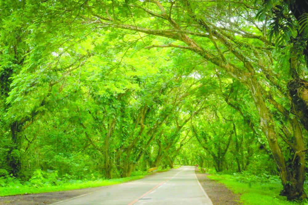 






الأشجار المستهدفة          (مكة)