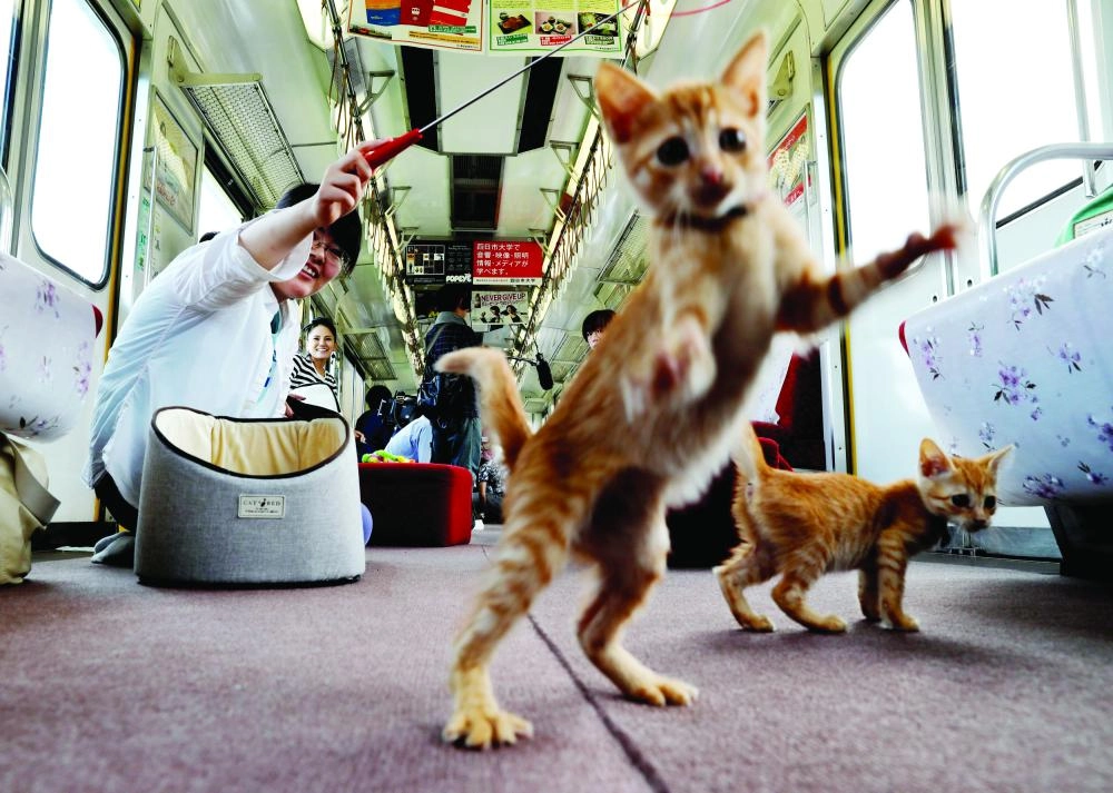 






القطط في القطار                       (رويترز)