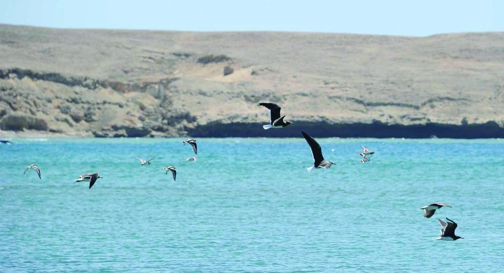 جانب من الشواطئ في مشروع " نيوم" (واس)