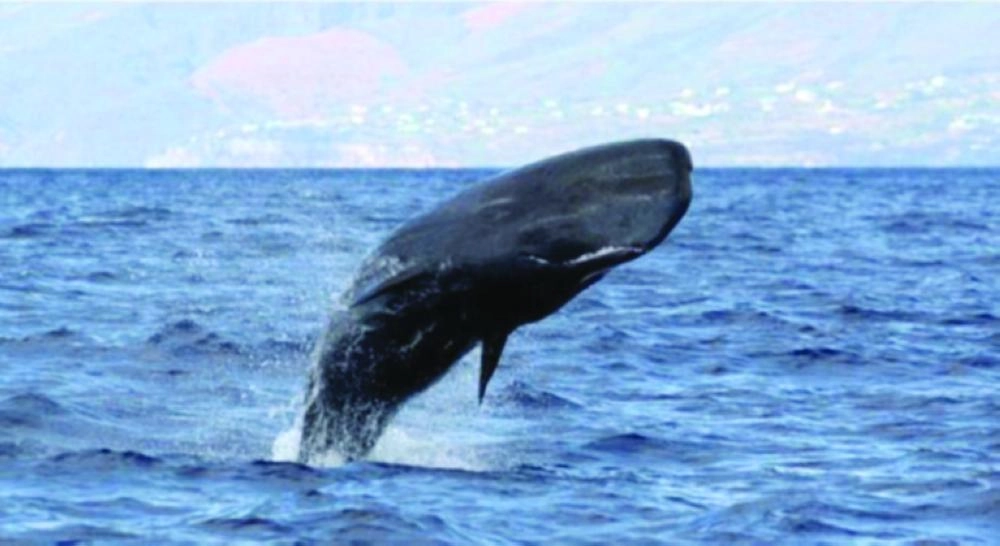 حوت في أحد البحار (مكة)