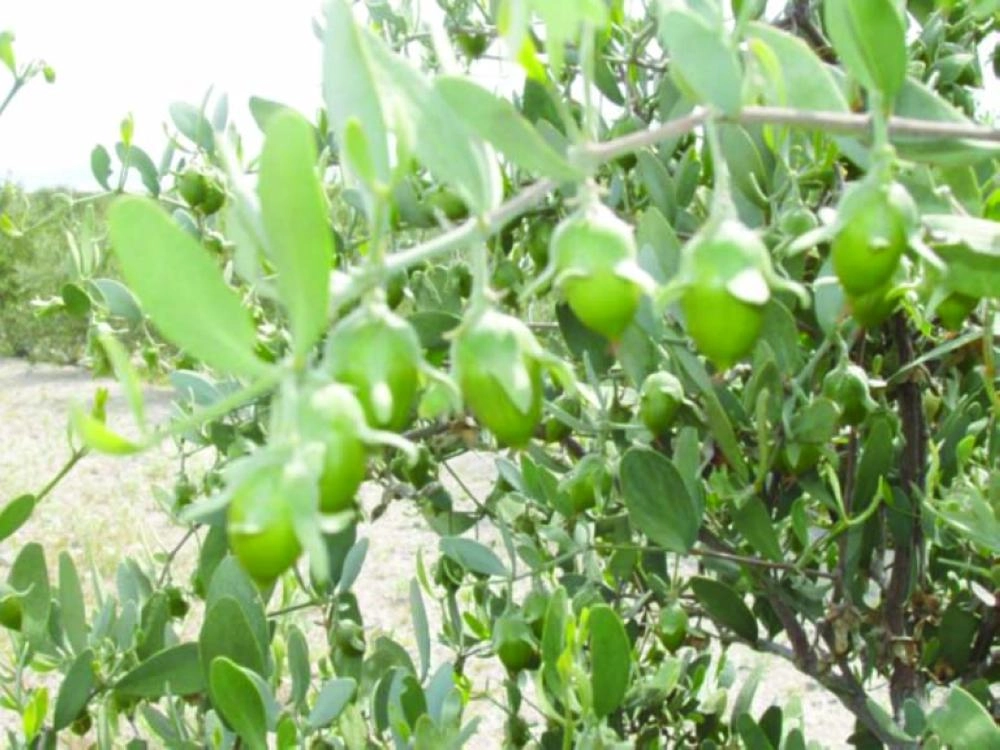 شجرة الجوجوبا