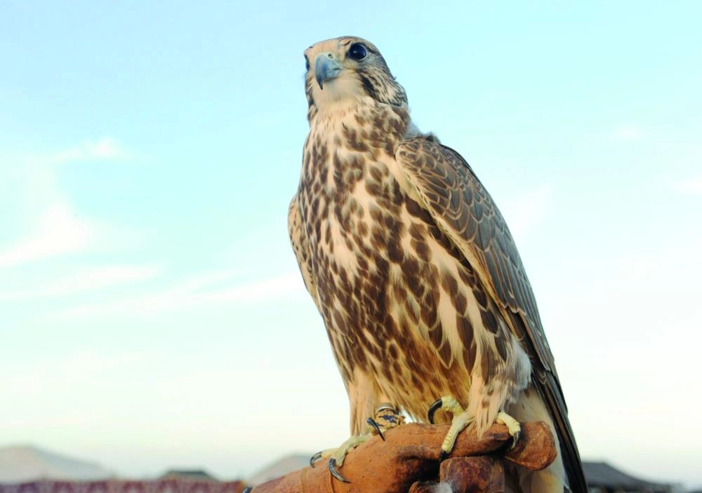 من فعاليات الصقارة والصقور في مهرجان "ناركم حية" (واس)