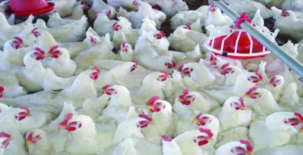 






أحد مشاريع الدواجن بالشرقية                                                                                                                 (مكة)