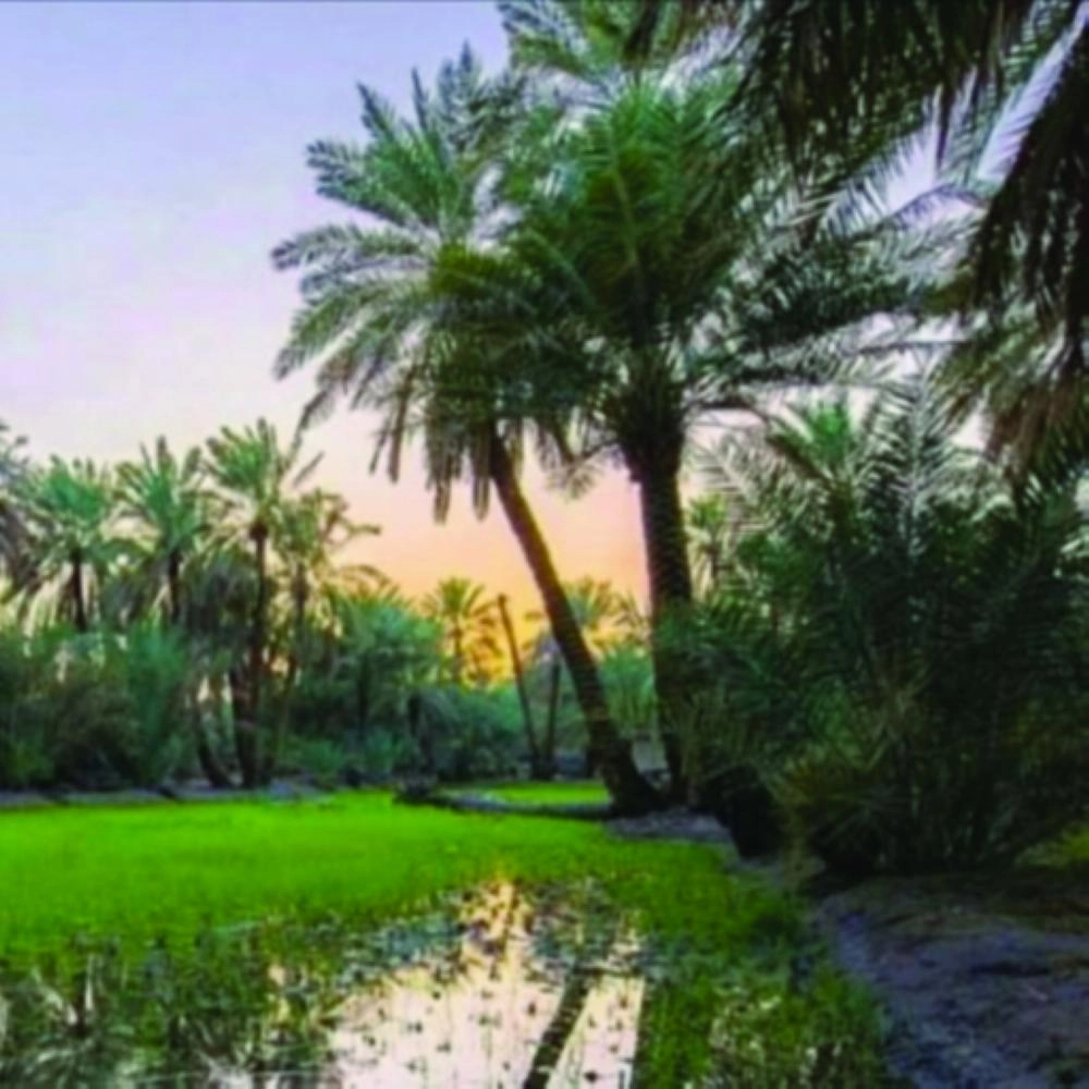 واحة الأحساء                                (تويتر)