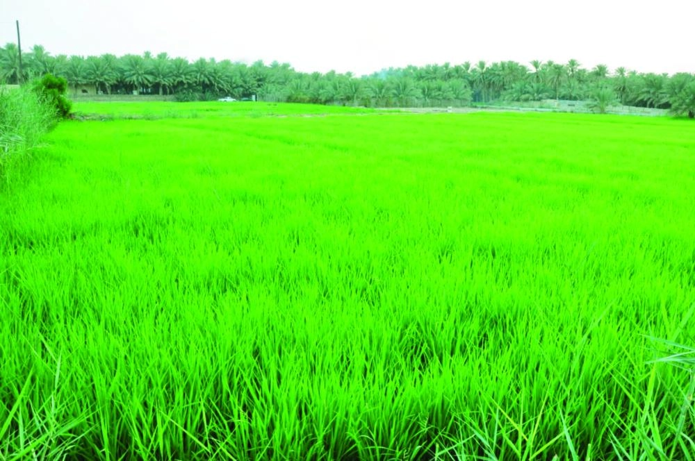 البيئة الزراعية بالأحساء