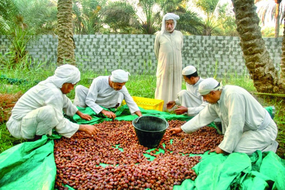 






تمور الأحساء