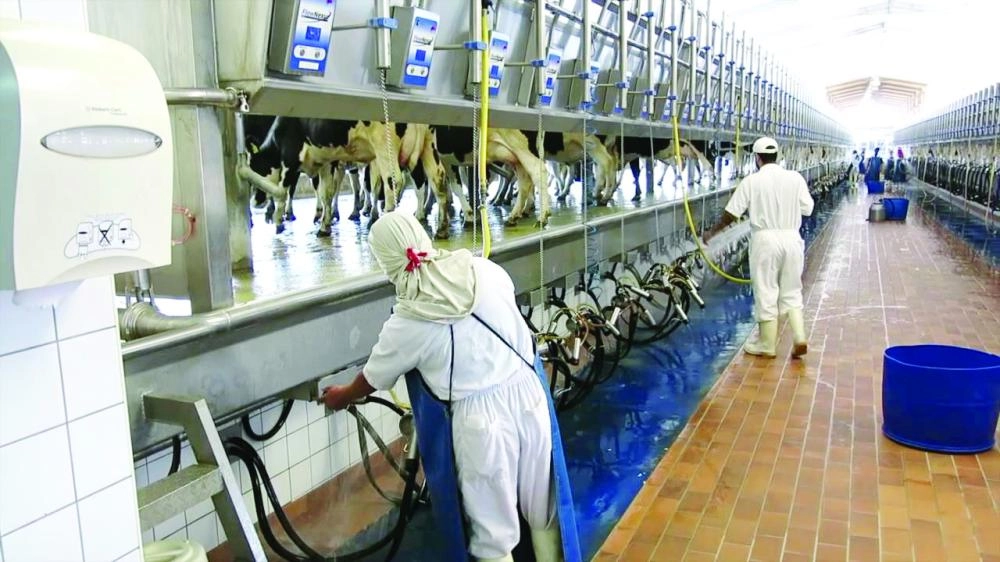 






جانب من قطاع الألبان في شركة المراعي                                     (مكة)