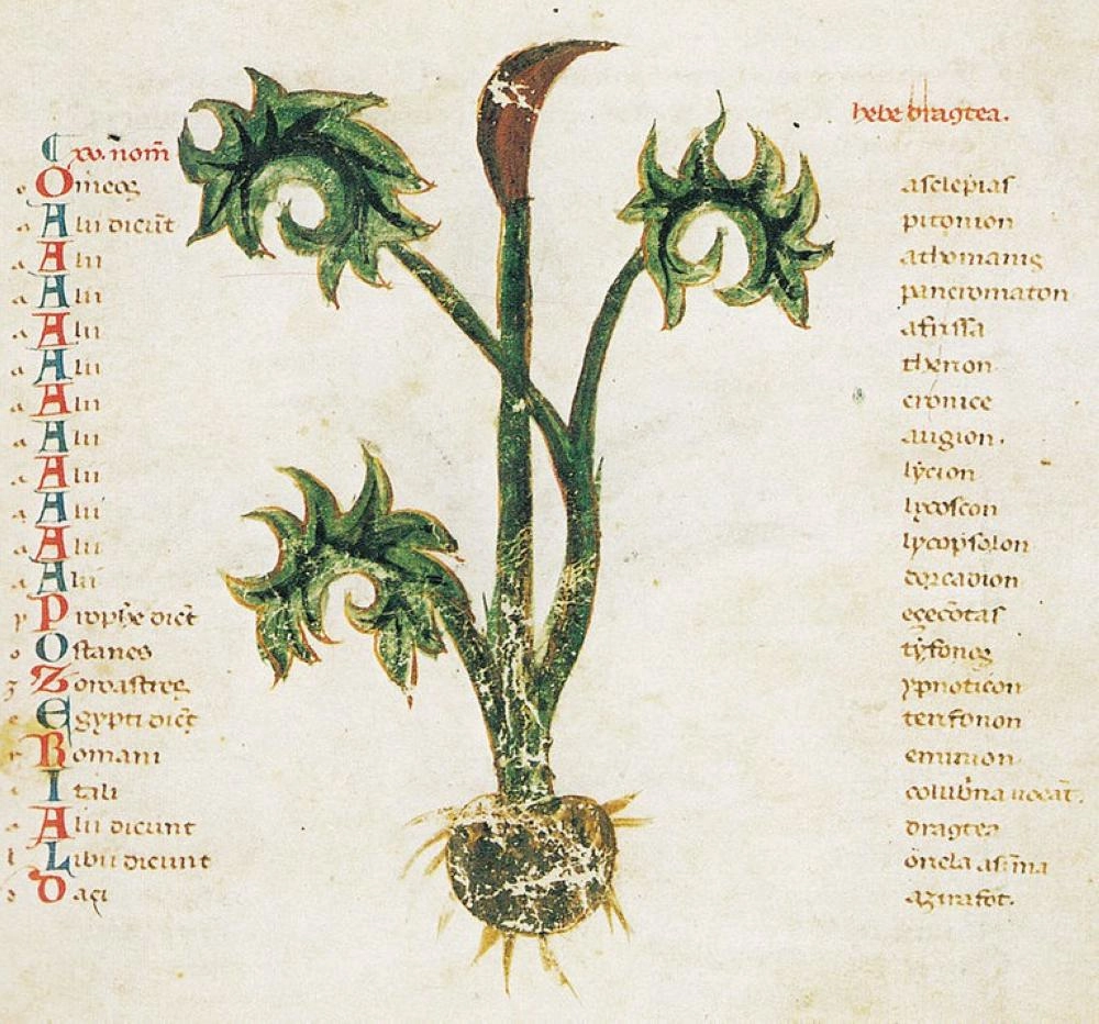 موسوعة الأعشاب