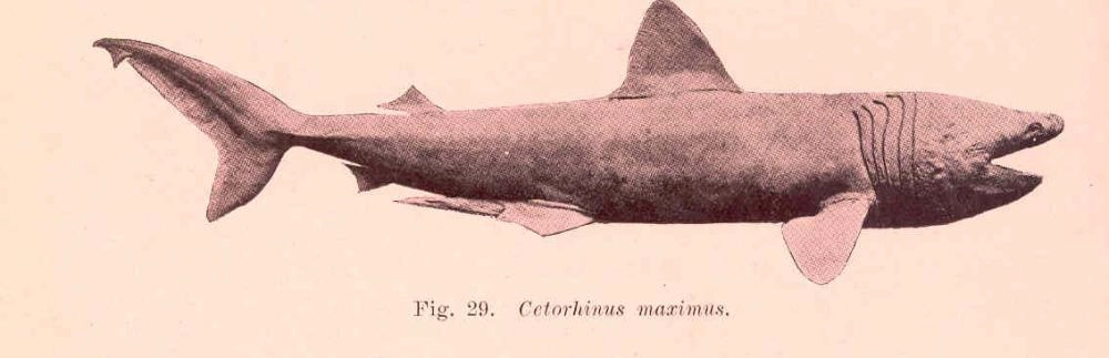 

الميجالودون