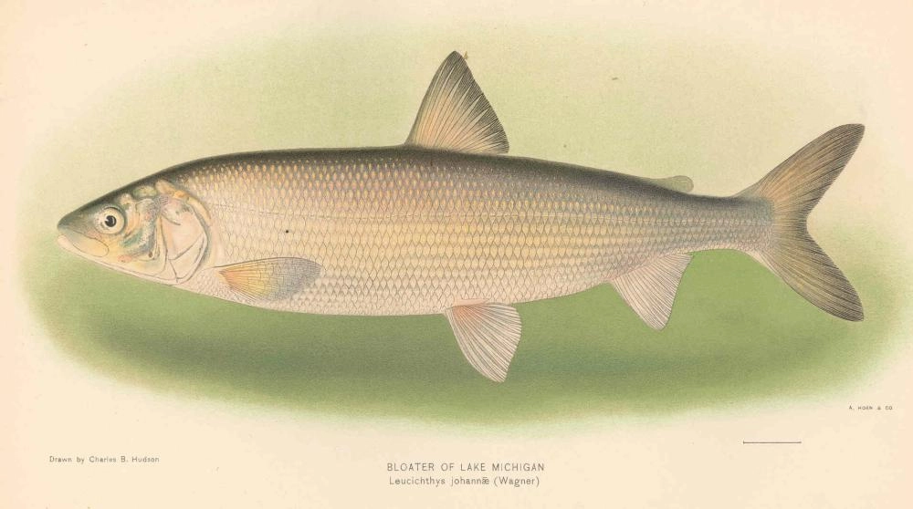 

كورجون الأعماق