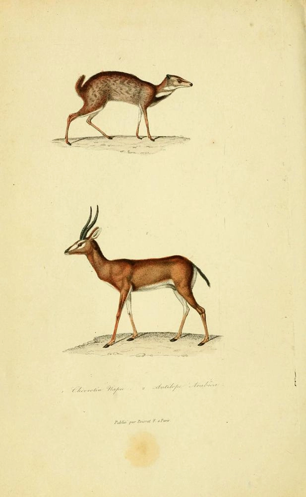 

الغزال السعودي