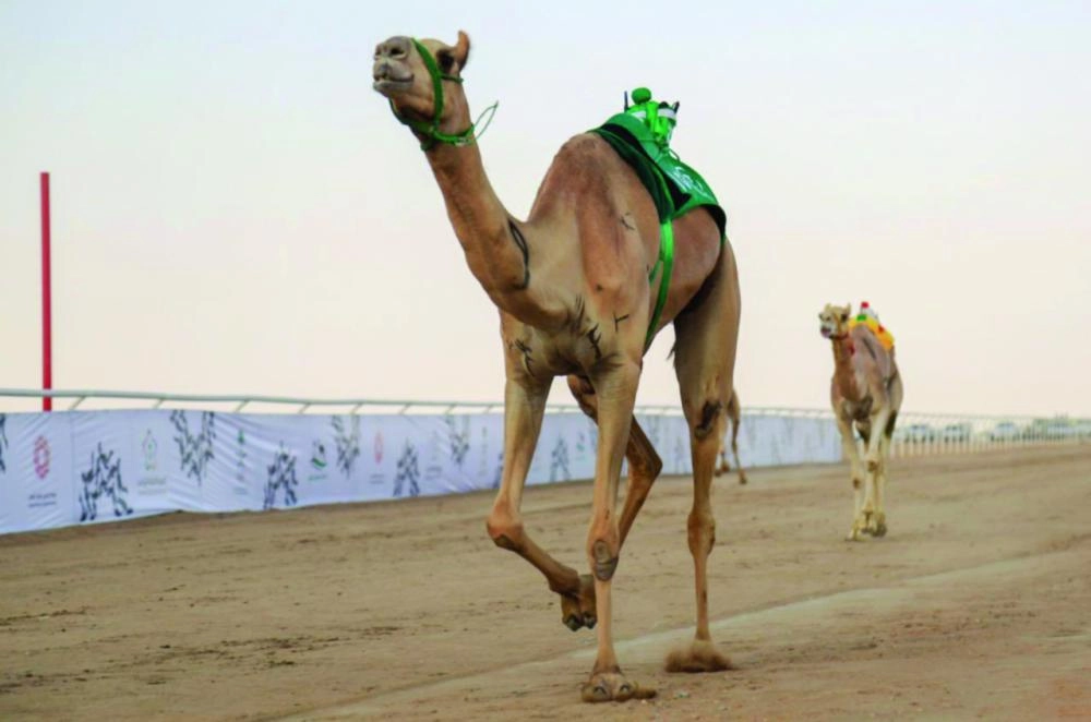 






من المهرجان