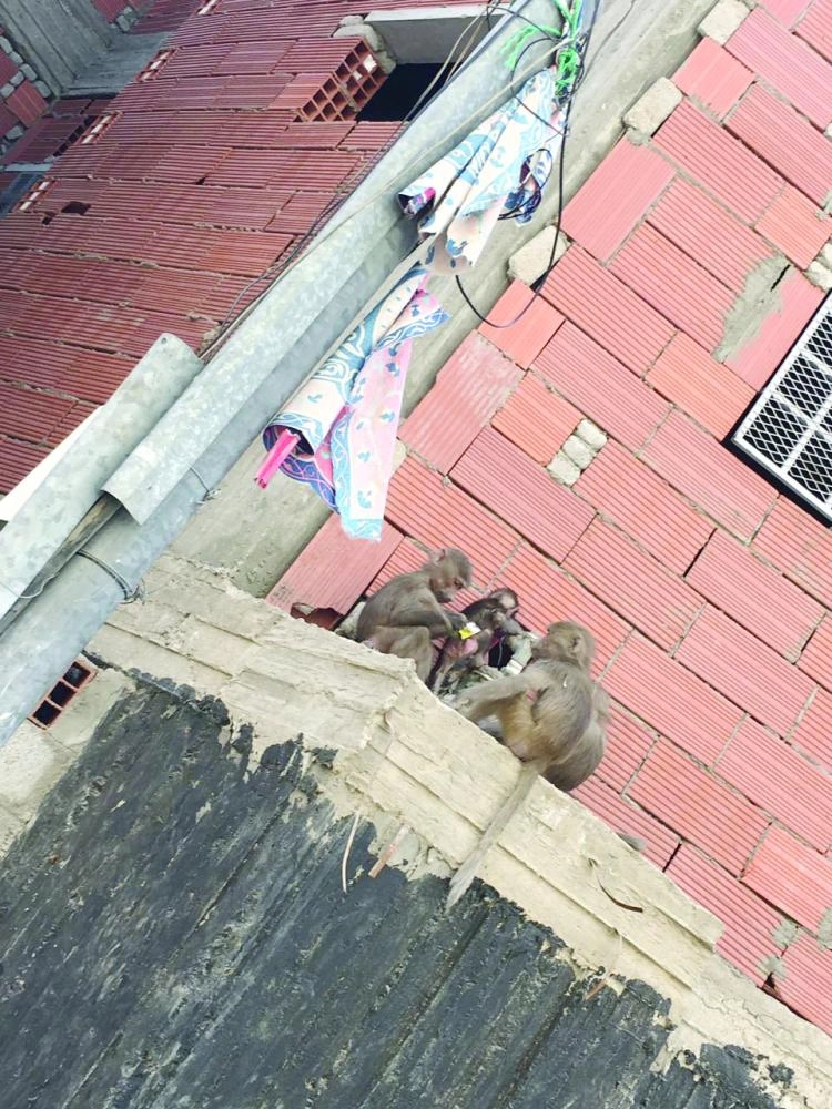 






قرود تسلقت إحدى البنايات بحي جبل النور     (مكة)