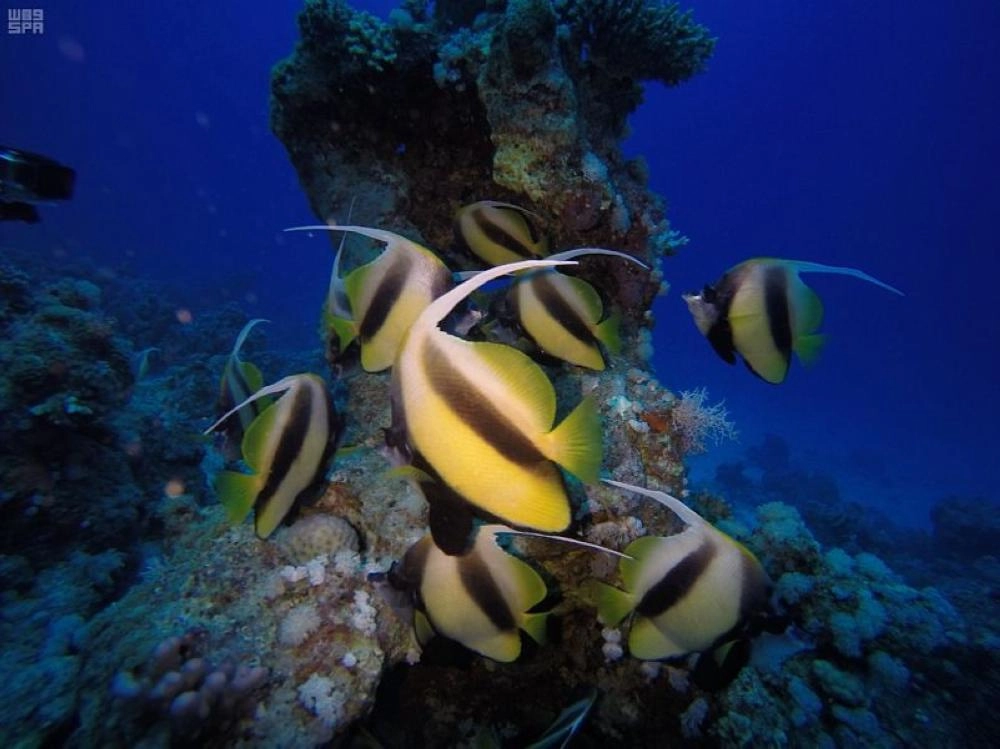 من مشروع البحر الأحمر (مكة)