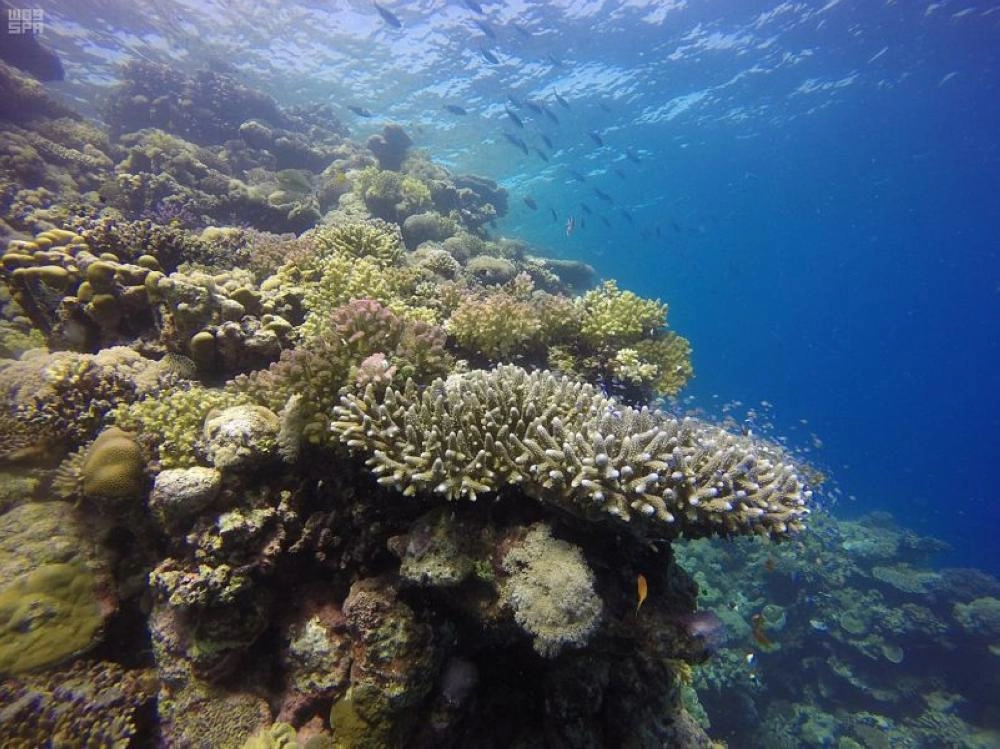 من مشروع البحر الأحمر (مكة) 