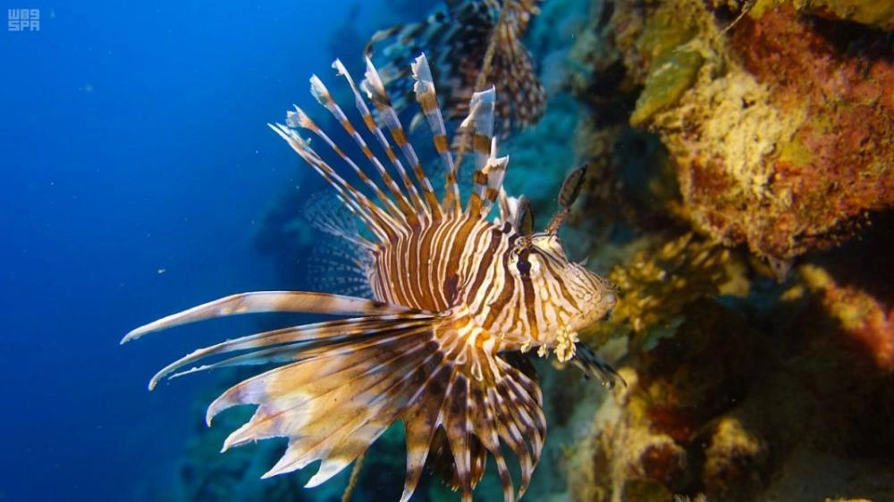 من مشروع البحر الأحمر (مكة) 