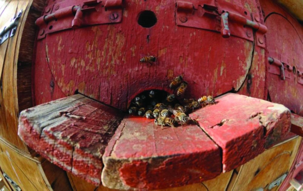 نحل أمام أحد الخلايا بتهامة عسير (واس)