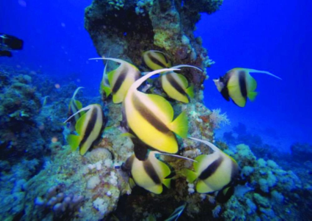 من مشروع البحر الاحمر