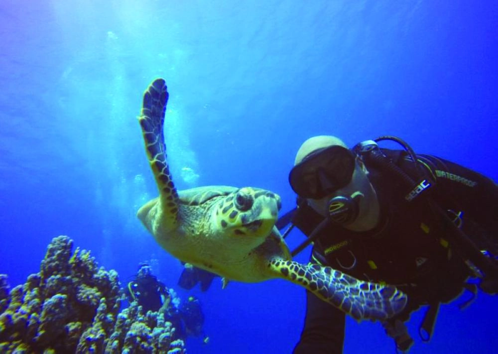 من مشروع البحر الاحمر