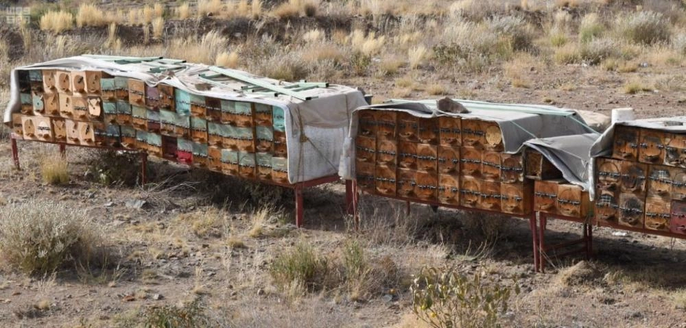 






خلايا نحل                                                                      (واس)