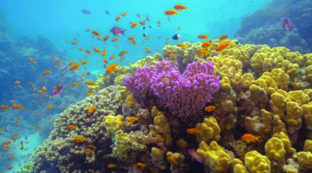 DST_4416128_Wed130_1125144314