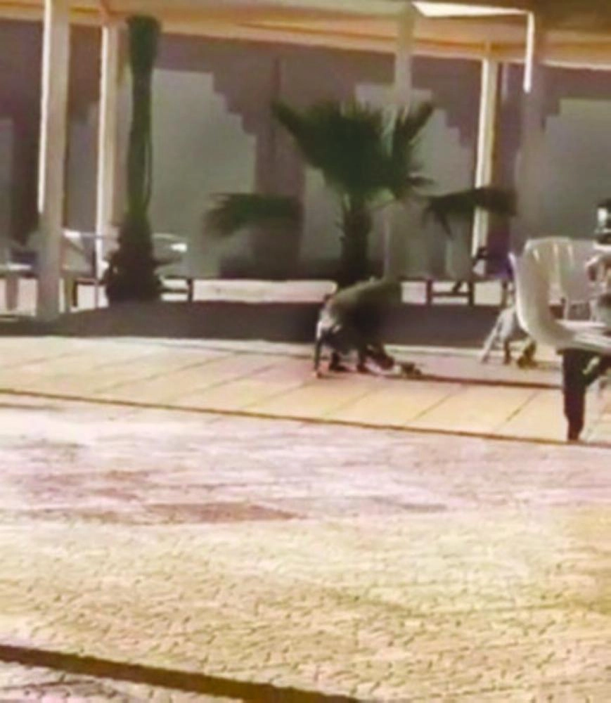 






أحد القرود في مدخل كلية البنات       (مكة)