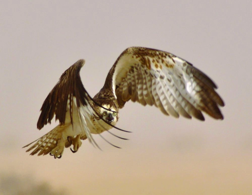 صقر الشاهين من الطيور المهاجرة               (مكة)