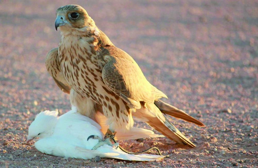 صقر الشاهين من الطيور المهاجرة               (مكة)