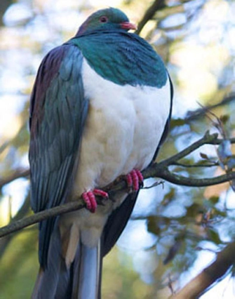 



الحمامة الفائزة            (تويتر)