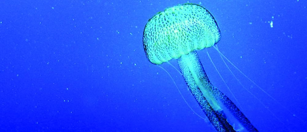 






قنديل البحر                                        (مكة)