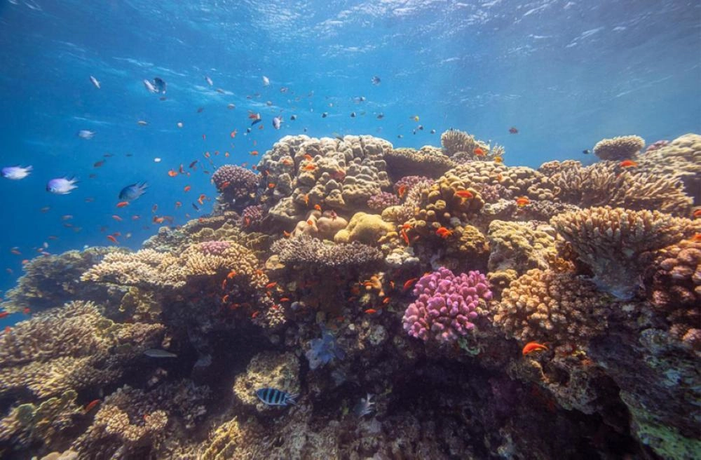 من مشروع أمالا  