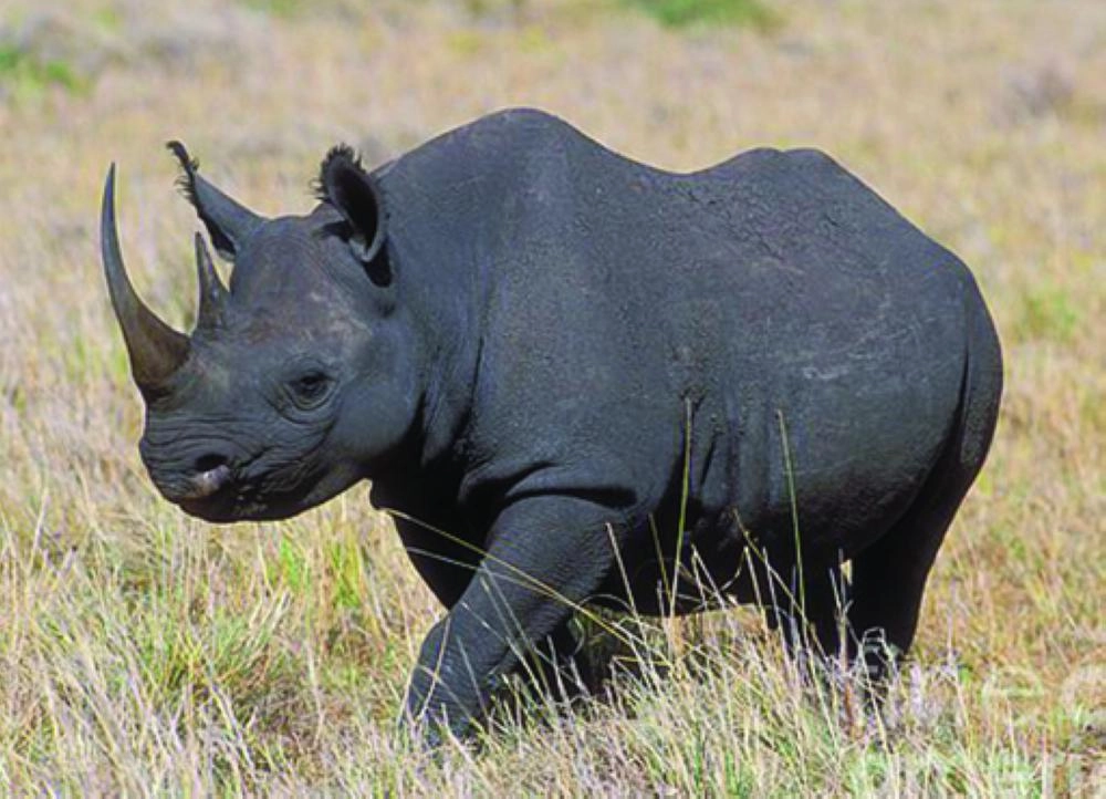 



وحيد القرن الأسود   (مكة)