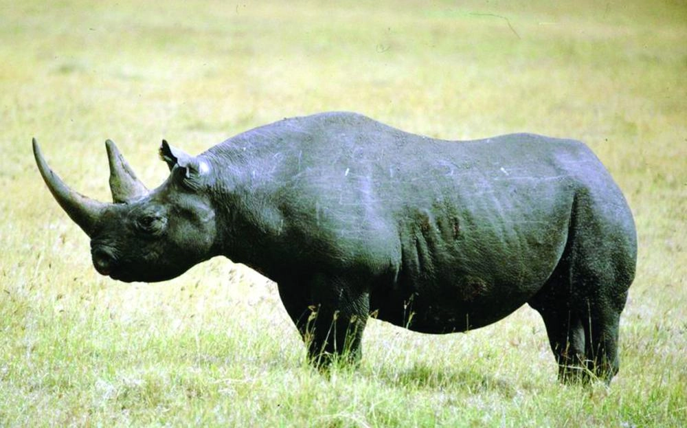 وحيد القرن الأسود (مكة)