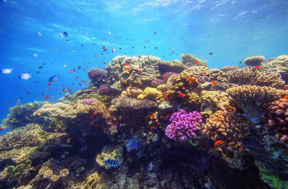 






من مشروع أمالا 2