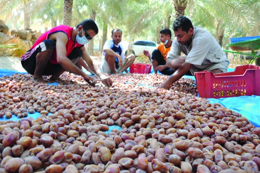 حصاد موسم التمور في الأحساء 