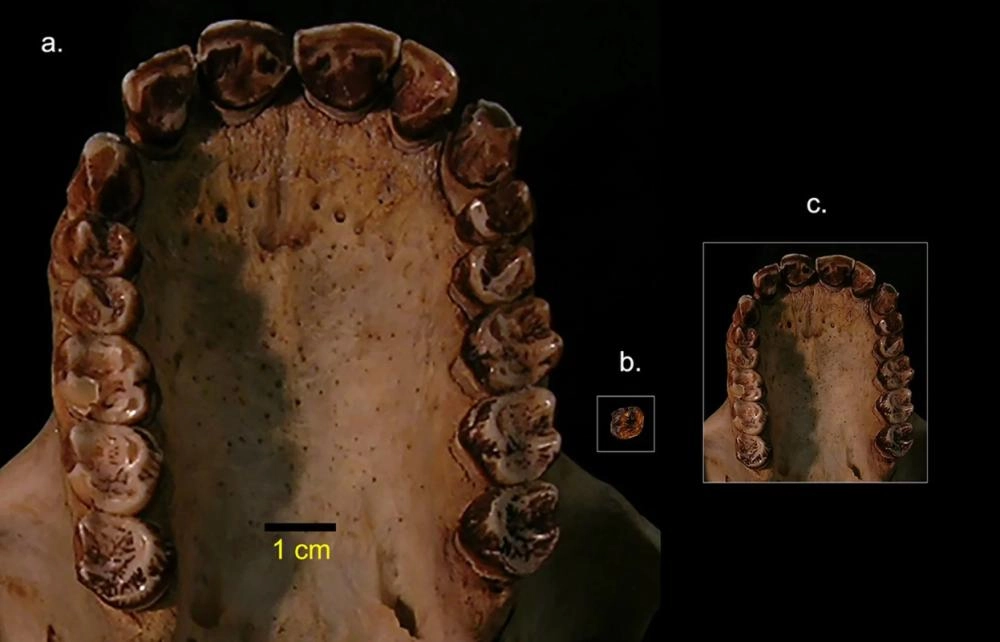 أصغر قرد (.lives cience)