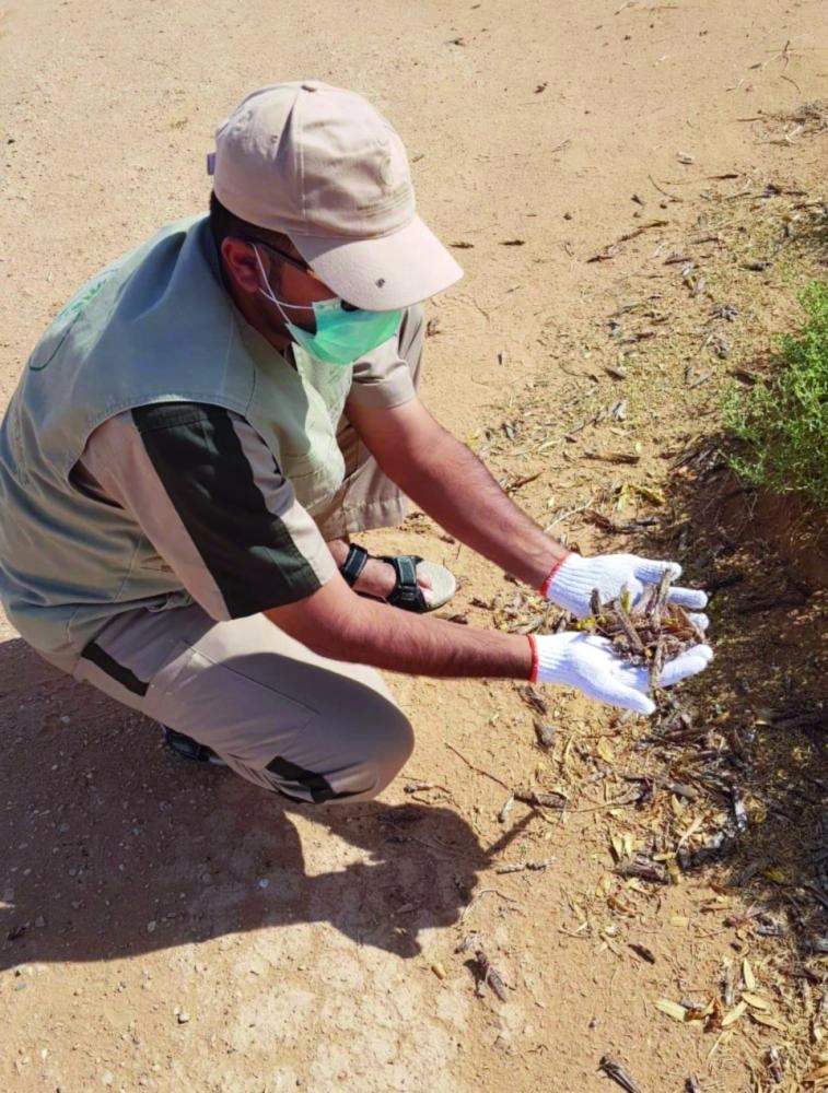 






أعمال رصد الجراد                     (مكة)