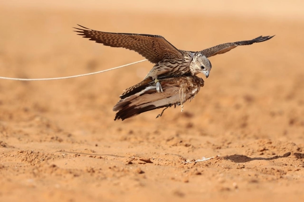 DST_5044339_1549209936_13598_11403