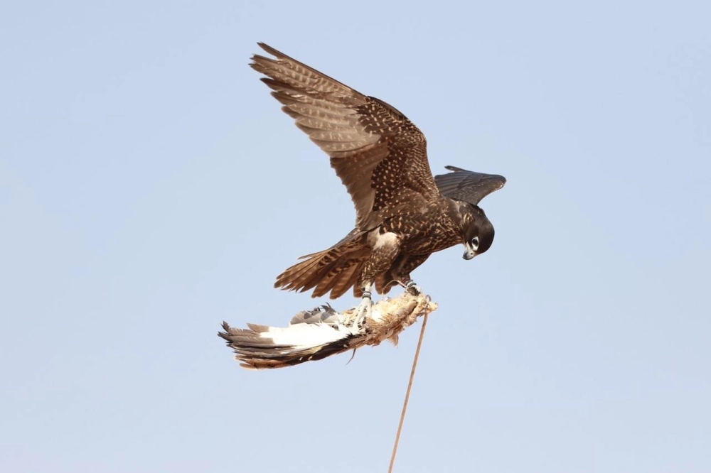 DST_5044345_1549209938_28253_45131