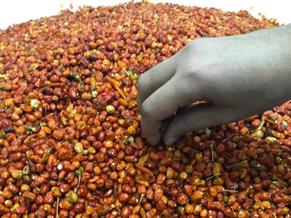 الحبوب المحظورة داخل إرسالية الفلفل (واس)