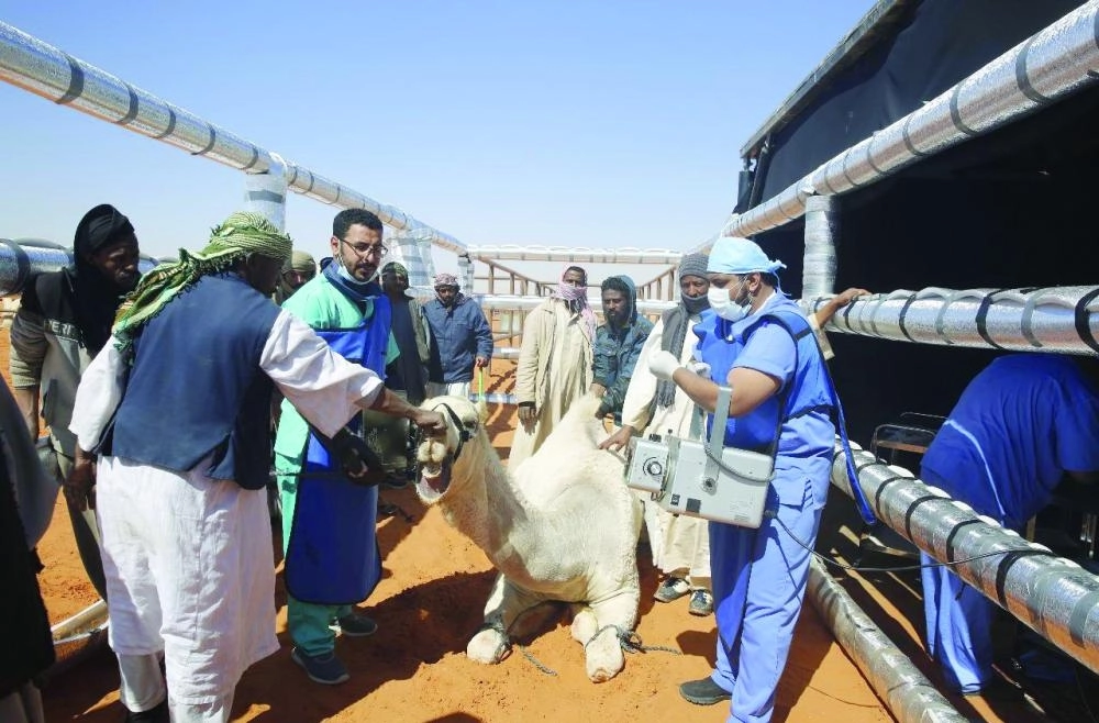 من إجراءات الكشف على الإبل (واس)