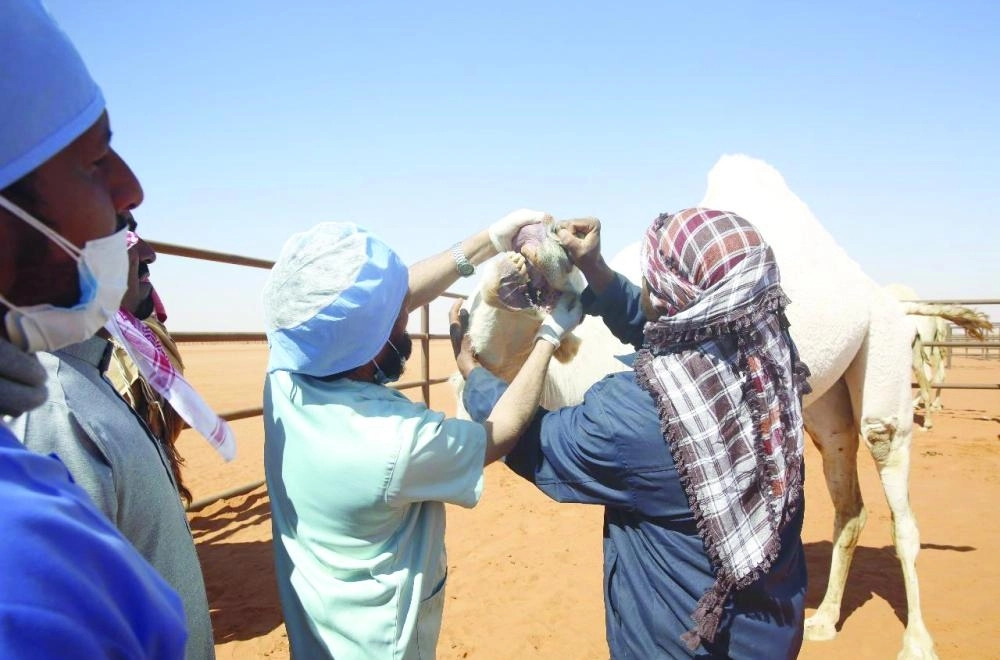 



من إجراءات الكشف على الإبل                            (واس)