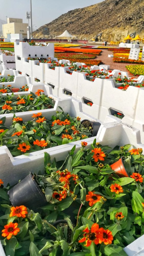 موقع مهرجان الزهور في مزدلفة (أنس الحارثي)