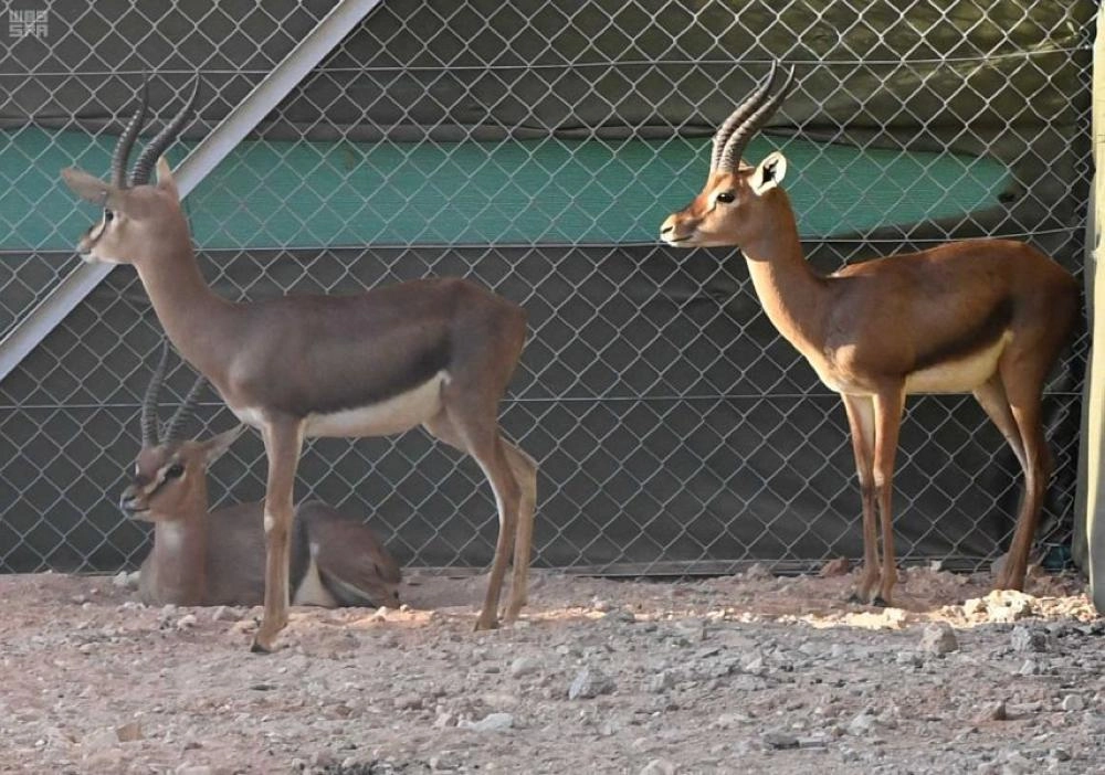 غزلان في إحدى المحميات 