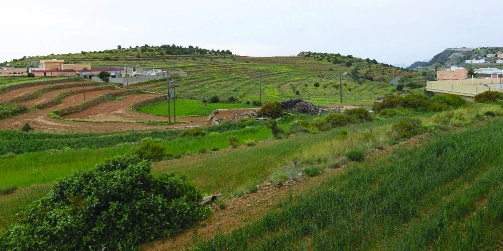 المدرجات الزراعية في عسير   (واس) 