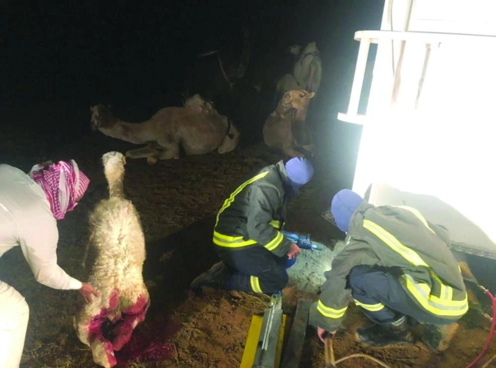 فرق الدفاع المدني تجلي مجموعة من الإبل  (واس)